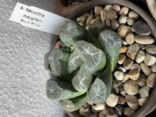 Haworthia maughanli.jpg
